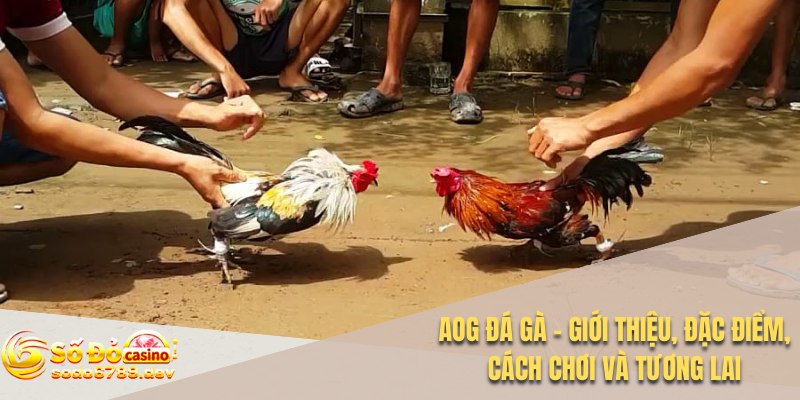 Aog đá gà