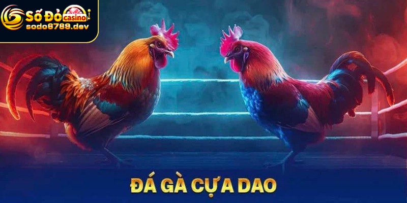 Đá Gà Cựa Dao - Truyền Thống, Sức Hấp Dẫn và Những Quan Ngại 2 Đặc điểm và lịch sử đá gà cựa dao