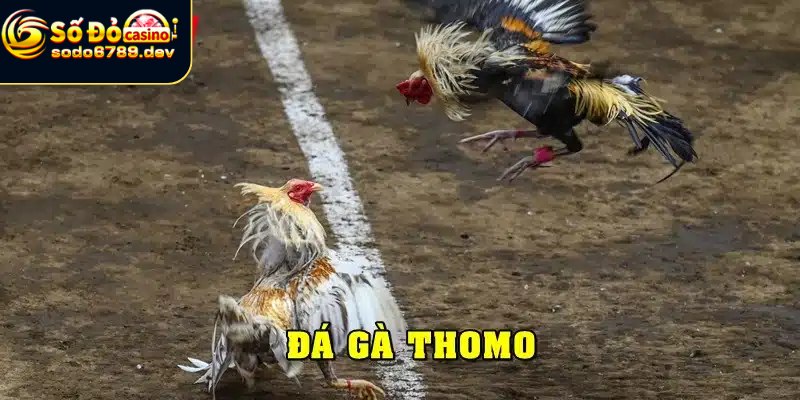 Chọn gà Thomo sao để có lợi thế tốt